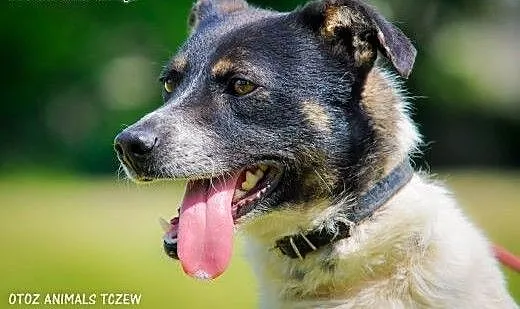 OTOZ Animals - Przemko - wesoły, energiczny ciapek