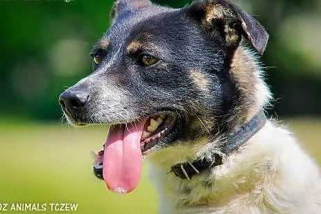 OTOZ Animals - Przemko - wesoły, energiczny ciapek