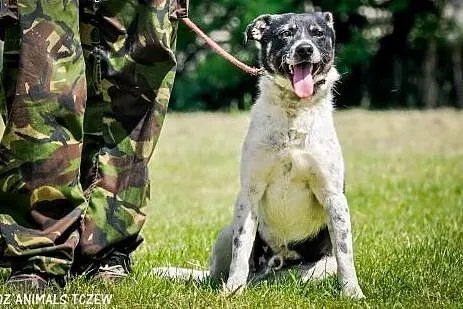 OTOZ Animals - Przemko - wesoły, energiczny ciapek