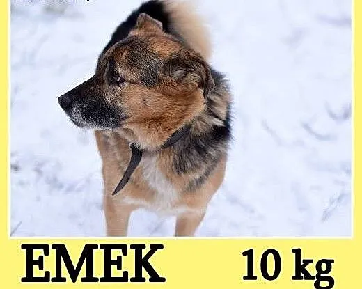 Mały EMEK do domu z ogródkiem,mądry,kontaktowy p