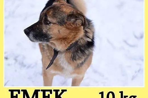   Mały EMEK do domu z ogródkiem,mądry,kontaktowy p