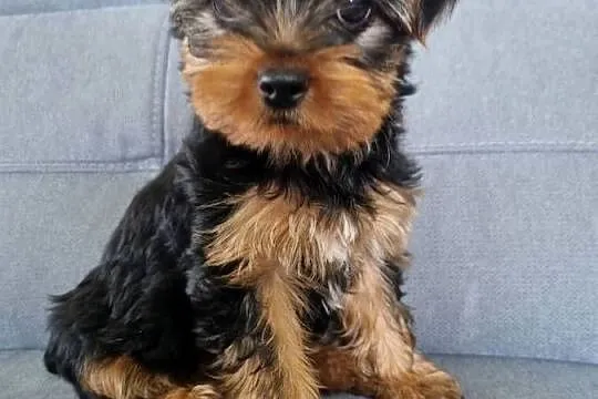 Yorki szczeniaki, Podkarpackie, Klecie