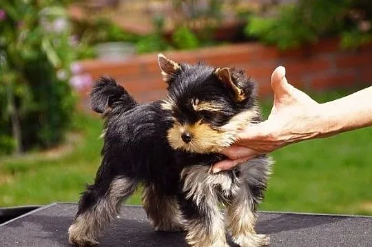 York,yorkshire Terrier szczenięta z rodowodem ZKwP, Złotów
