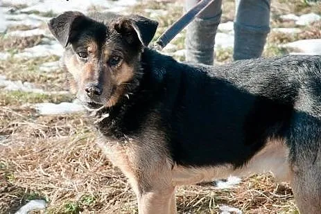 Fred w typie owczarkka szuka domu,  małopolskie Kr