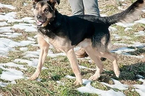 Fred w typie owczarkka szuka domu,  małopolskie Kr