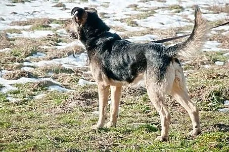Fred w typie owczarkka szuka domu,  małopolskie Kr