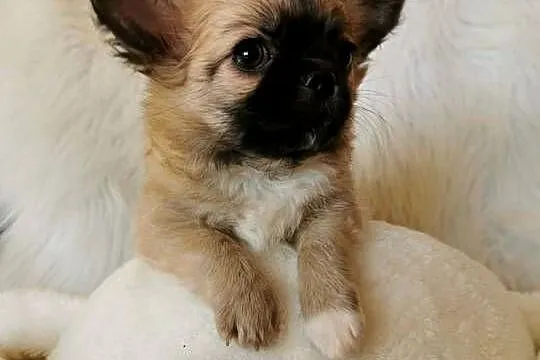 Chłopcy Chihuahua ZKwP FCI