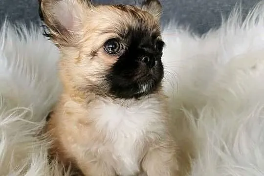 Chłopcy Chihuahua ZKwP FCI, Dolnośląskie, Lubin