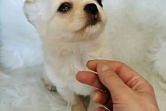 Chłopcy Chihuahua ZKwP FCI, Dolnośląskie, Lubin
