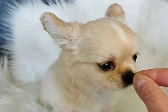 Chłopcy Chihuahua ZKwP FCI, Dolnośląskie, Lubin