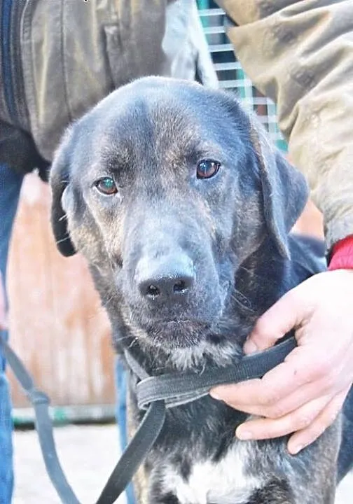 Magik do adopcji , lubelskie Świdnik