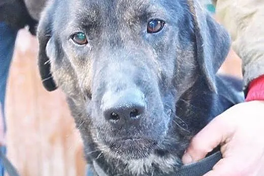 Magik do adopcji ,  lubelskie Świdnik