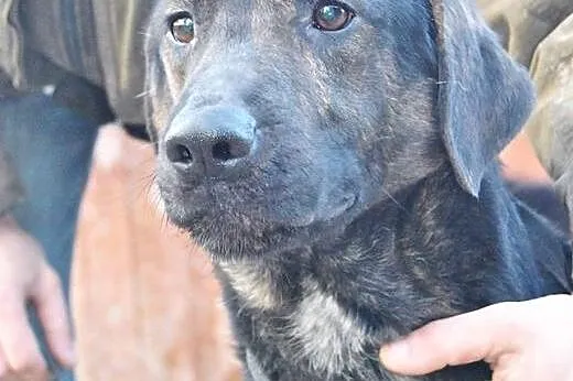 Magik do adopcji ,  lubelskie Świdnik