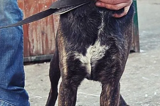 Magik do adopcji ,  lubelskie Świdnik