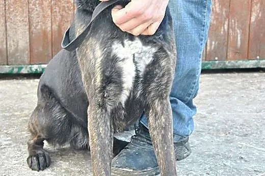 Magik do adopcji ,  lubelskie Świdnik