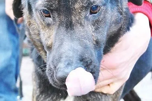 Magik do adopcji ,  lubelskie Świdnik