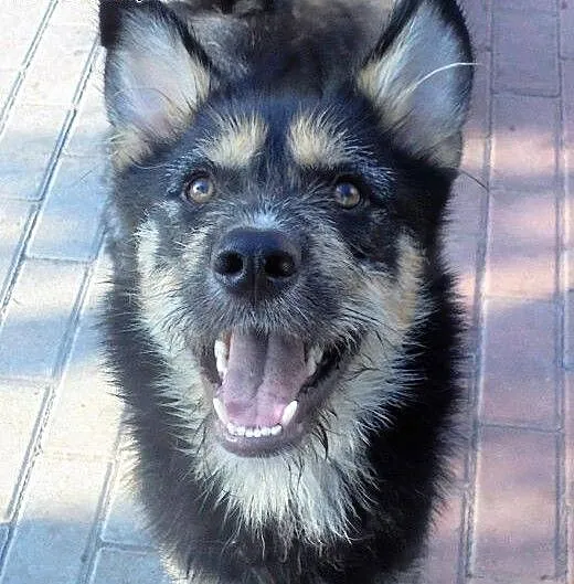 Aexcel młodziutki, oryginalny husky mix sznaucer A