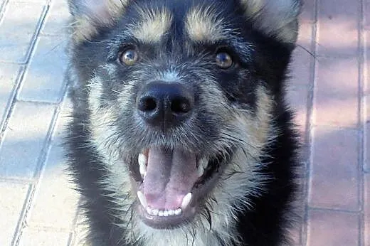 Aexcel młodziutki, oryginalny husky mix sznaucer A