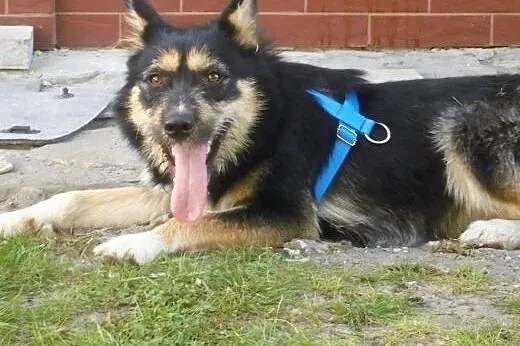 Aexcel młodziutki, oryginalny husky mix sznaucer A