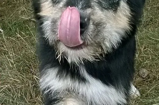Aexcel młodziutki, oryginalny husky mix sznaucer A