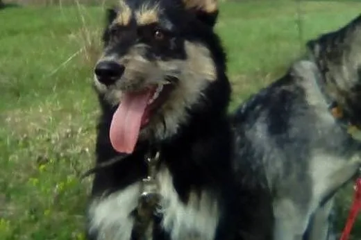 Aexcel młodziutki, oryginalny husky mix sznaucer A
