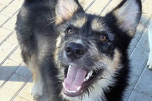 Aexcel młodziutki, oryginalny husky mix sznaucer A
