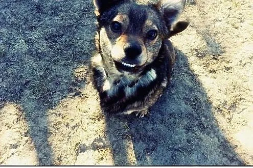 Puszek, Okruszek, Kłębuszek do adopcji :),  mazowi