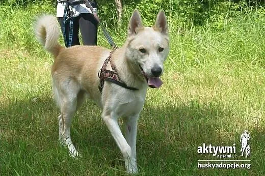ZORRO- pogodny i inteligentny pies do adopcji,  łó