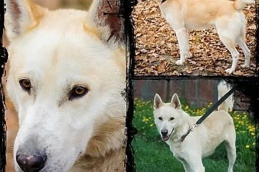 ZORRO- pogodny i inteligentny pies do adopcji,  łó