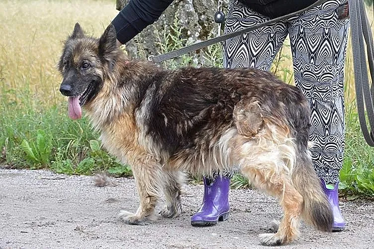 Owczarek niemiecki Vega szuka kochającego domu!