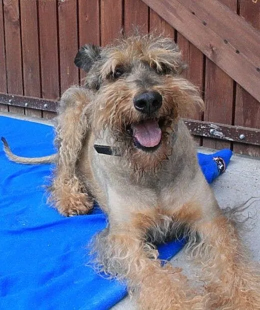 HAROLD - piękny psiak w typie airdale terrier do a