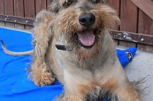 HAROLD - piękny psiak w typie airdale terrier do a