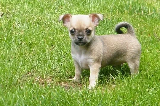 Chihuahua szczenięta krótkowłose z metryczkami, Zduńska Wola