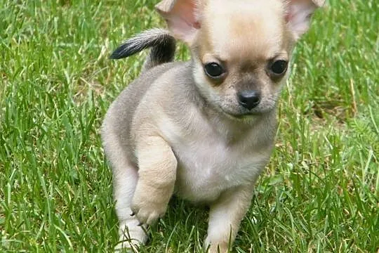 Chihuahua szczenięta krótkowłose z metryczkami, Zduńska Wola
