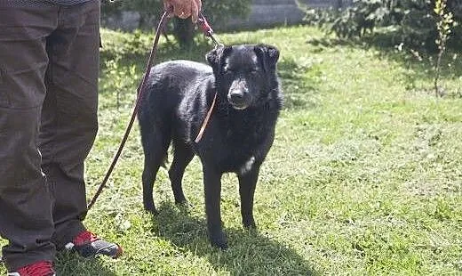 Przepiękny, czarny, duży MORISON do adopcji :), K