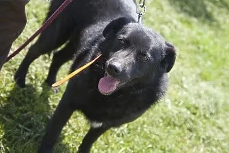 Przepiękny, czarny, duży MORISON do adopcji :),  K