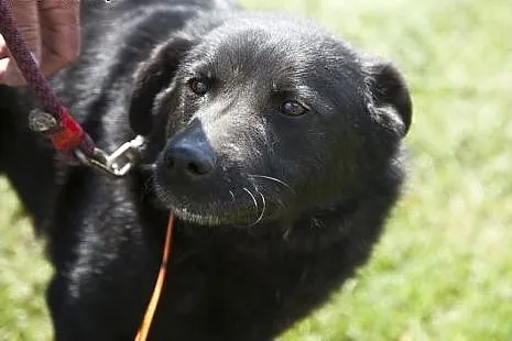 Przepiękny, czarny, duży MORISON do adopcji :),  K
