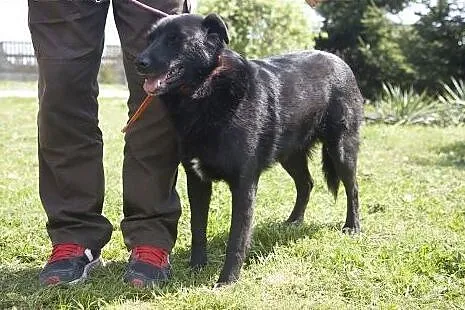 Przepiękny, czarny, duży MORISON do adopcji :),  K