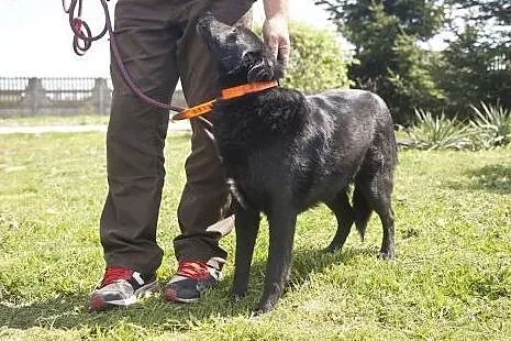 Przepiękny, czarny, duży MORISON do adopcji :),  K
