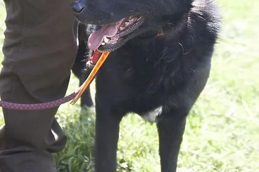 Przepiękny, czarny, duży MORISON do adopcji :),  K