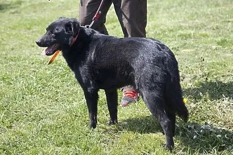 Przepiękny, czarny, duży MORISON do adopcji :),  K