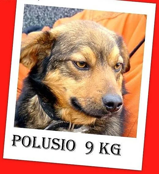 Mały trójłapek POLUŚ,tulaśny,przyjazny,grzeczny pi