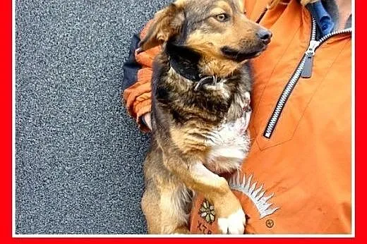 Mały trójłapek POLUŚ,tulaśny,przyjazny,grzeczny pi