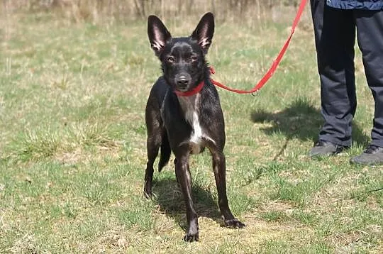Odczarujmy życie Czarnej, młoda, pogodna sunia do adopcji