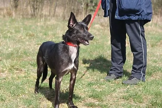 Odczarujmy życie Czarnej, młoda, pogodna sunia do 