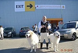 Szczeniaki Pirenejski Pies Górski, Żukowo