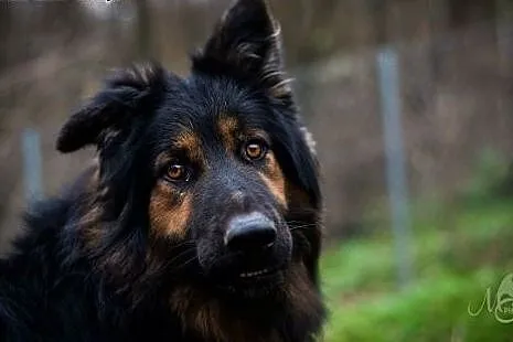 Amor piękny, długowłosy, młodziutki mix owczarek n