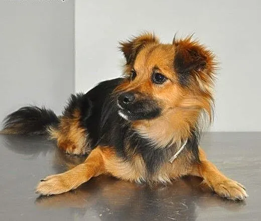 SIMBA - śliczny, uroczy i młody 7 kg psiak do adop