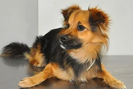 SIMBA - śliczny, uroczy i młody 7 kg psiak do adop
