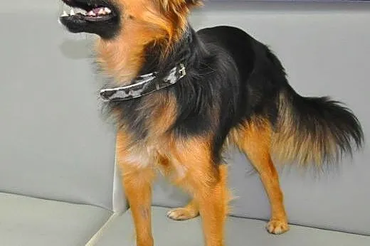 SIMBA - śliczny, uroczy i młody 7 kg psiak do adop